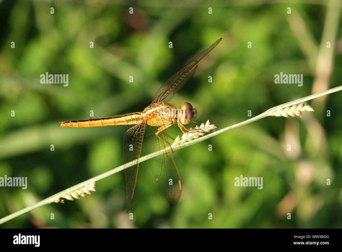 Dragonfly with Green Background Stock Photo - Alamy
