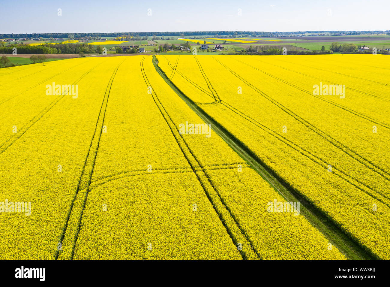 rapeseed field seen from above - yellow flowers Stock Photo