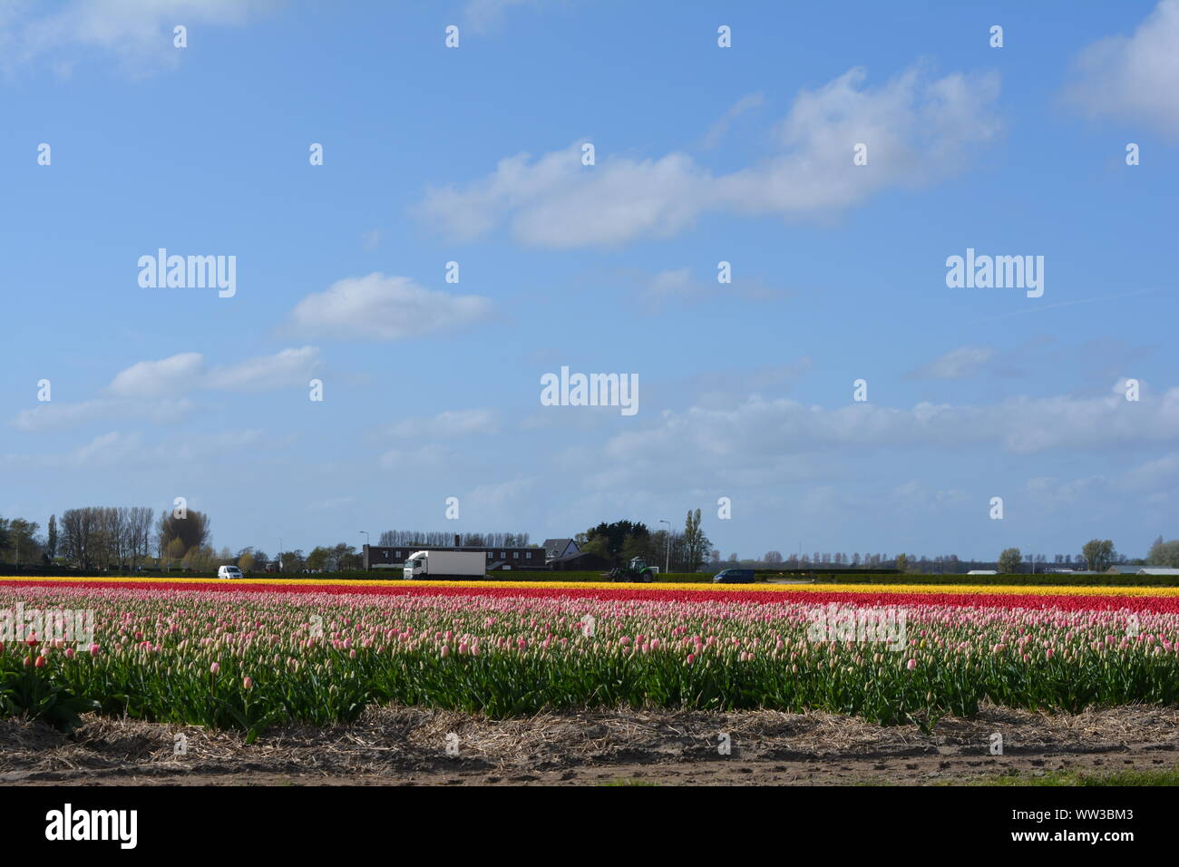 Tulips Garden Keukenhof in Netherlands Stock Photo - Alamy