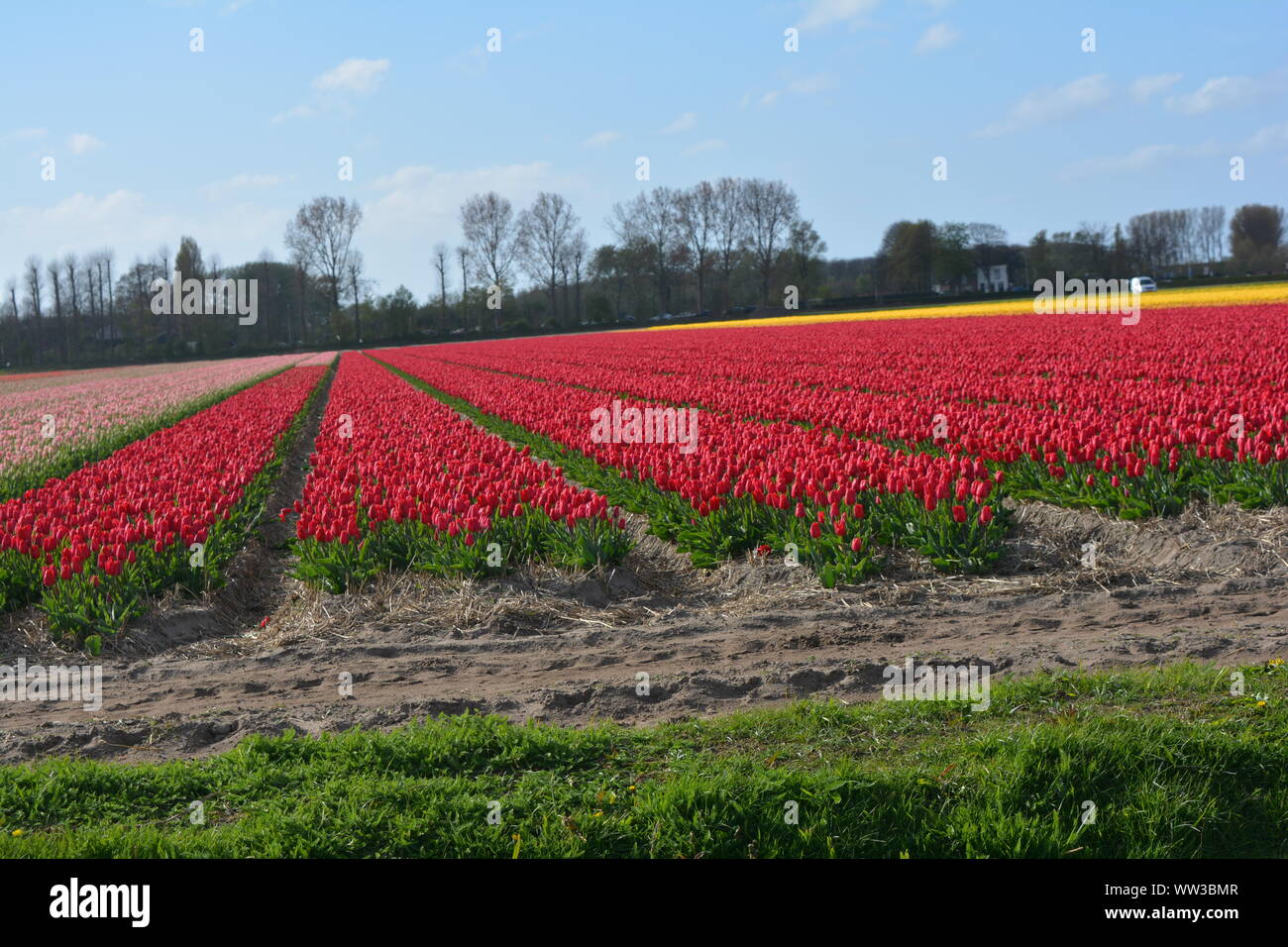 Tulips Garden Keukenhof in Netherlands Stock Photo - Alamy