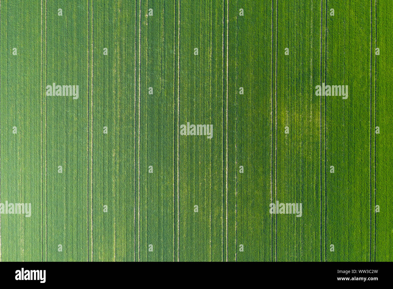 green meadow seen from above Stock Photo