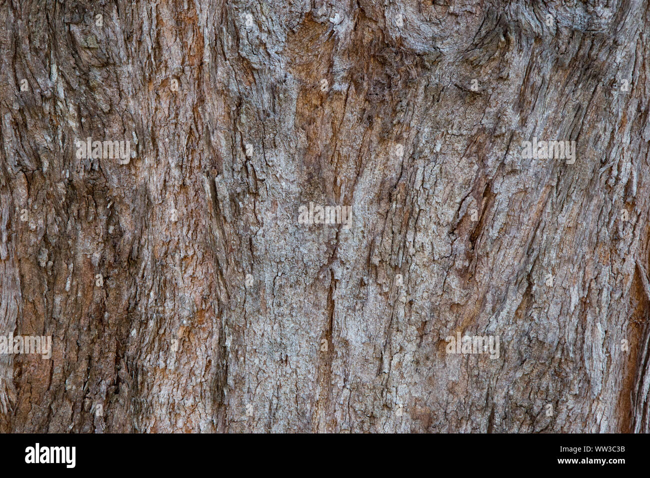 Rainforest tree bark hires stock photography and images Alamy