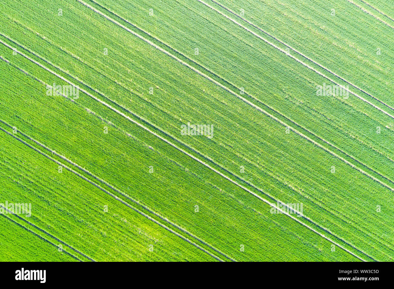 green meadow seen from above Stock Photo