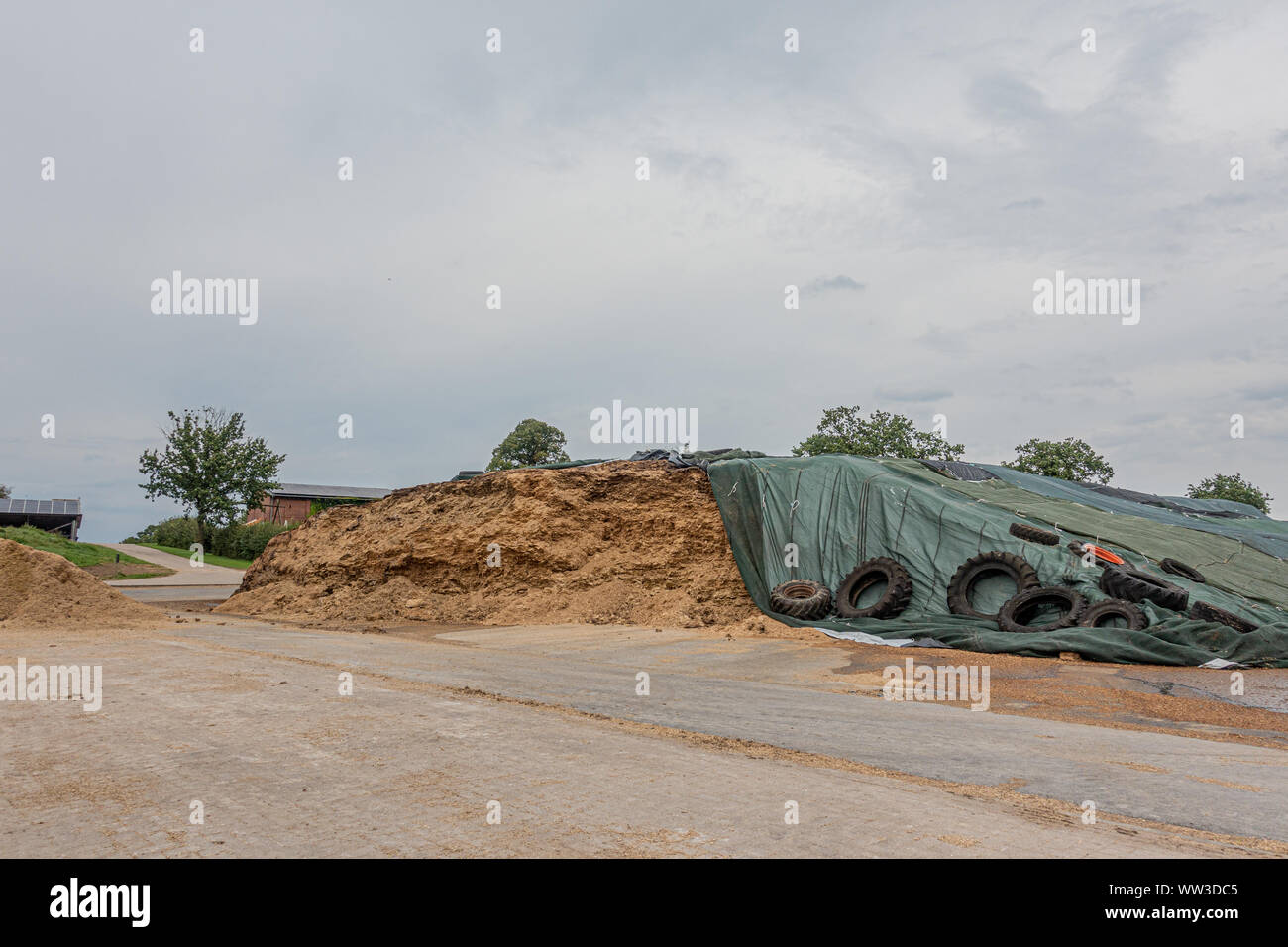 on a farm there is a huge mountain of fodder silage Stock Photo