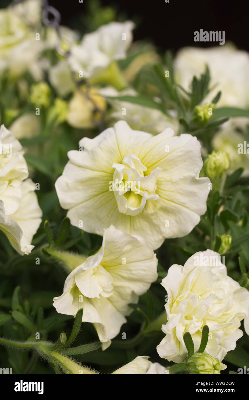 Petunia Thumbelina Susanna flowers. Stock Photo