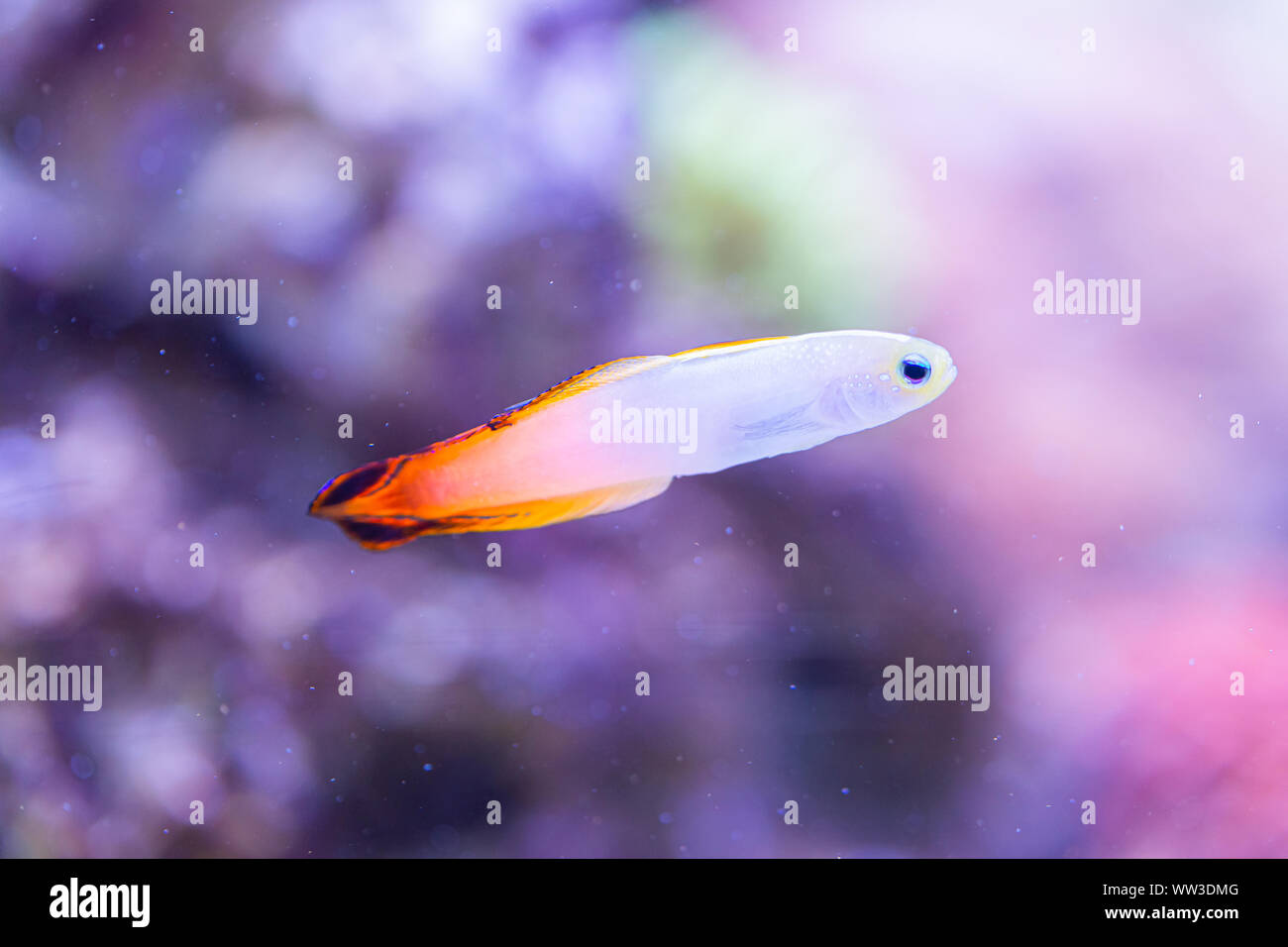 Fish Nemateleotris decora - Elegant firefish, saltwater Stock Photo