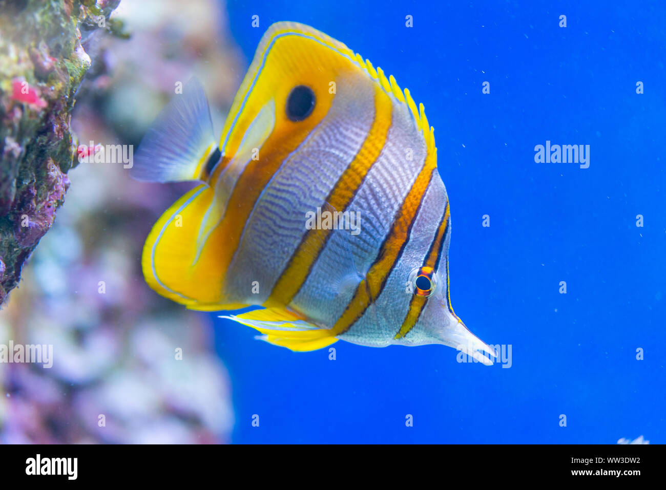 Chelmon rostratus (Copperband Butterflyfish) - colorful sea fish Stock Photo
