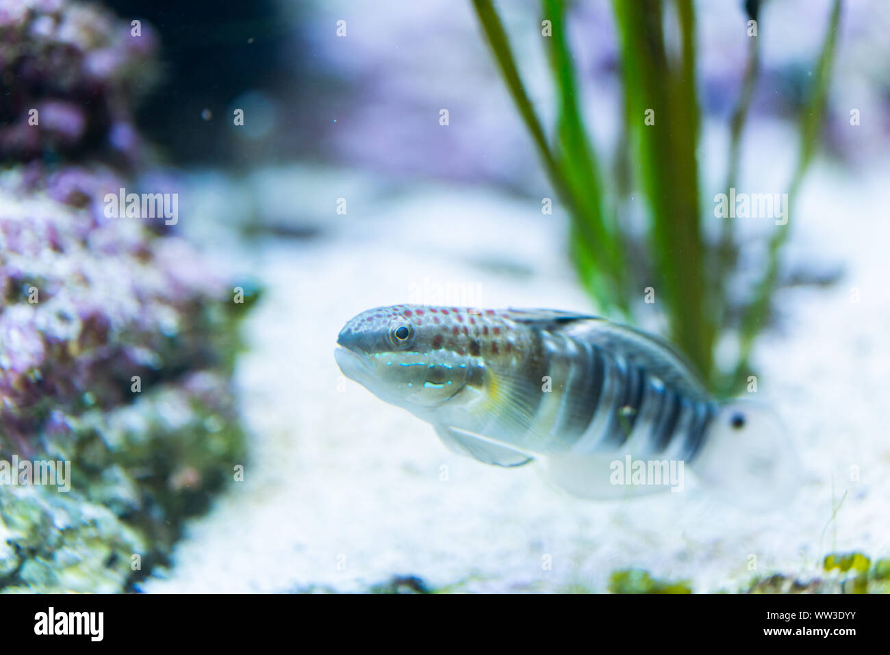 Fish Amblygobius phalaena - Banded goby, saltwater Stock Photo