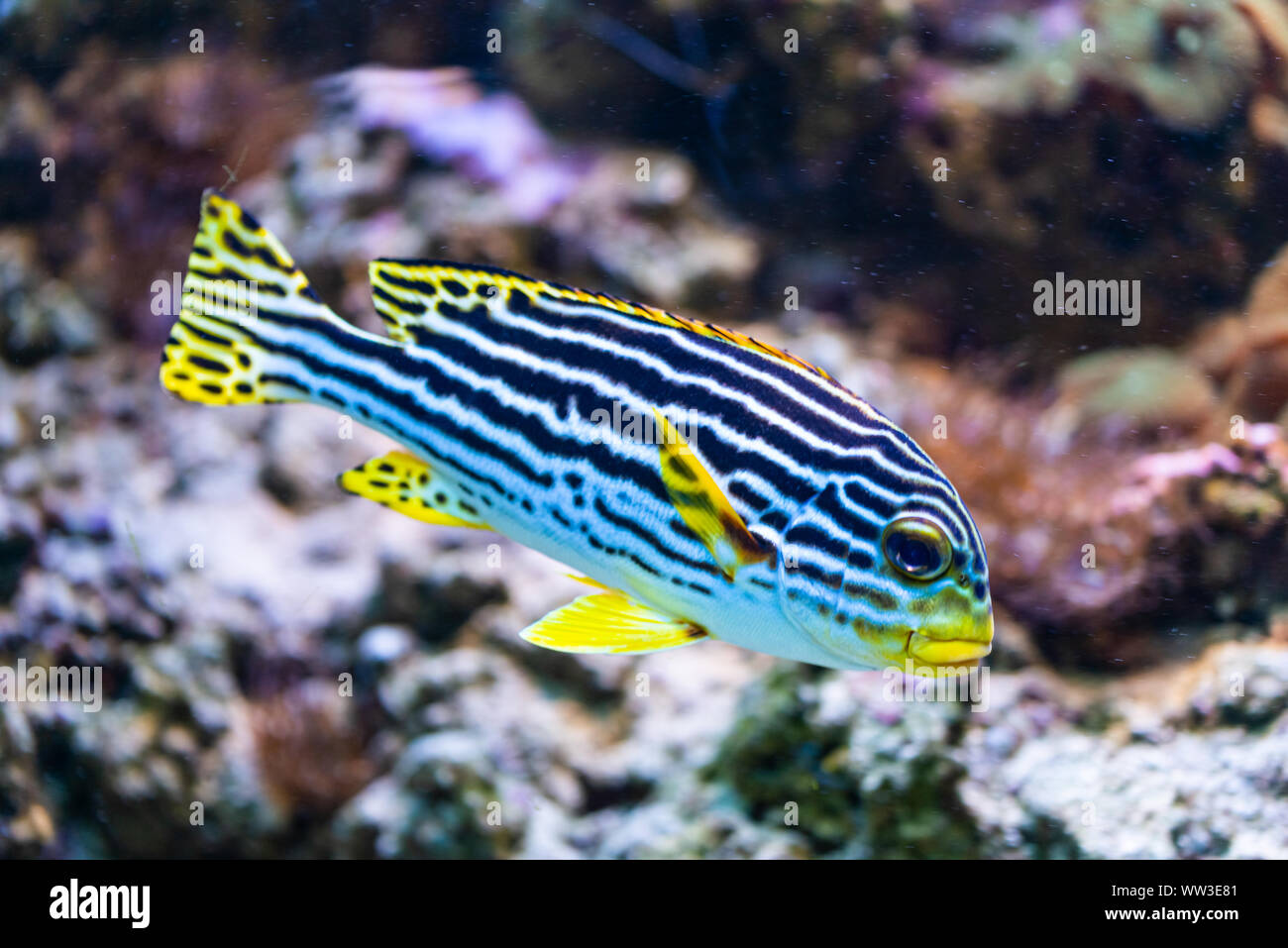 Plectorhinchus vittatus - Indian Ocean oriental sweetlips - saltwater fish Stock Photo