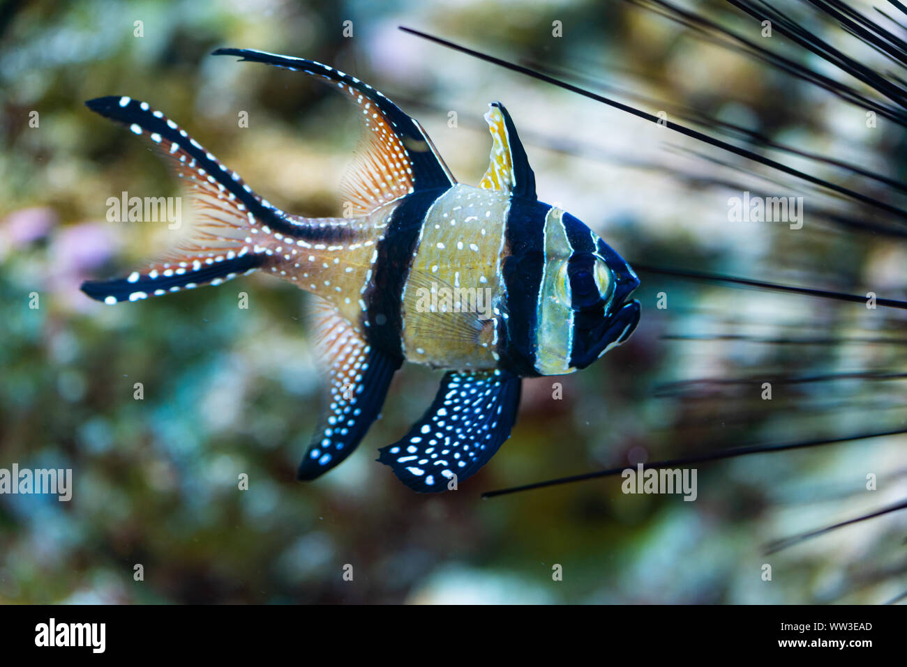 pterapogon kauderni - Banggai cardinalfish - saltwater fish Stock Photo