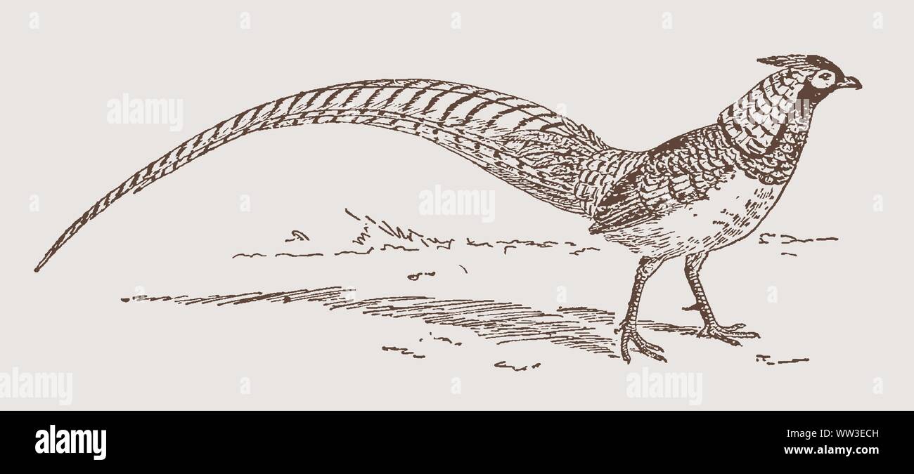 Lady amherst's pheasant (chrysolophus amherstiae) in side view. Illustration after an engraving from the 19th century Stock Vector