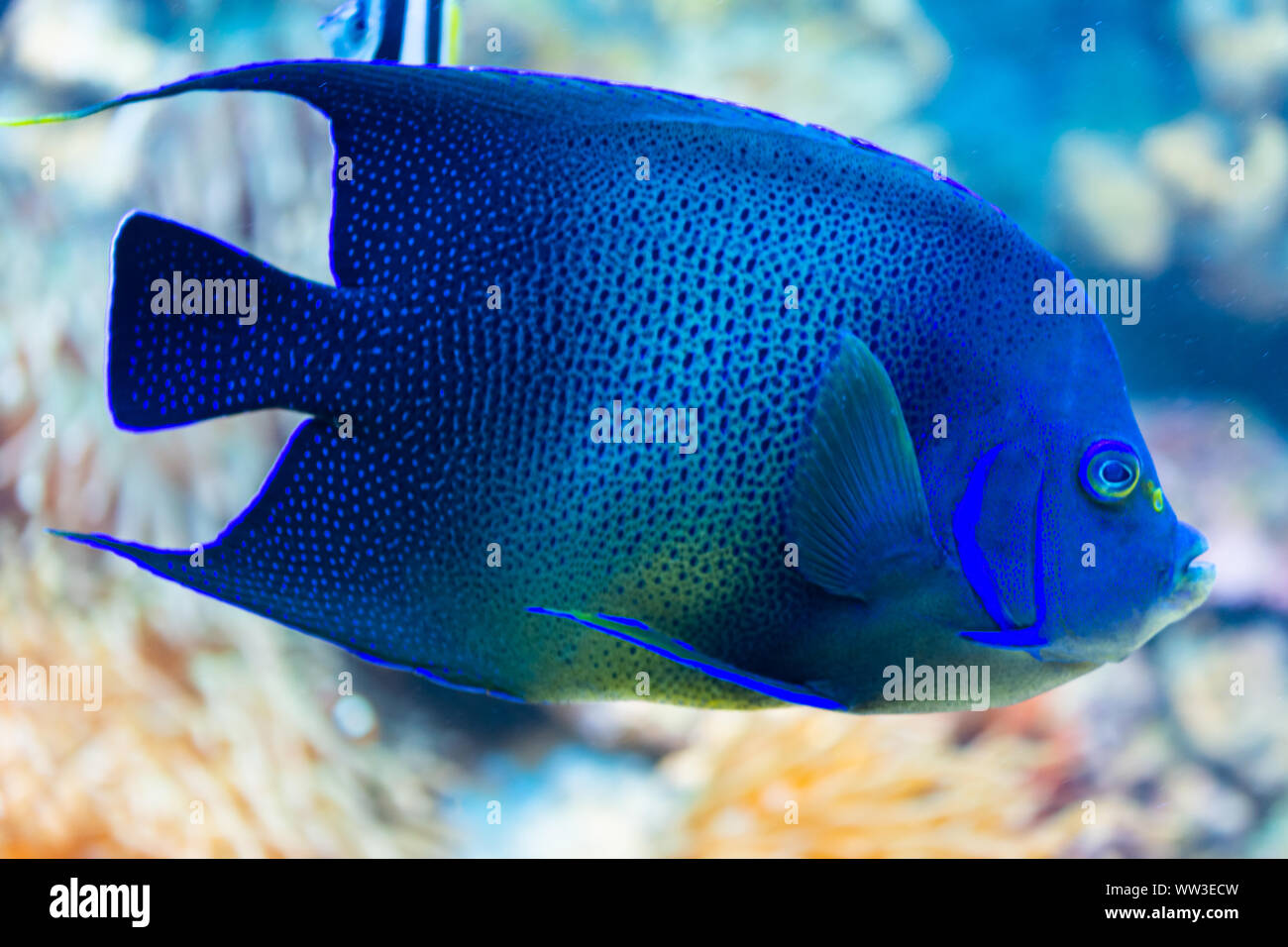 pomacanthus semicirculatus - Koran angelfish, semicircle angelfish - saltwater fish Stock Photo