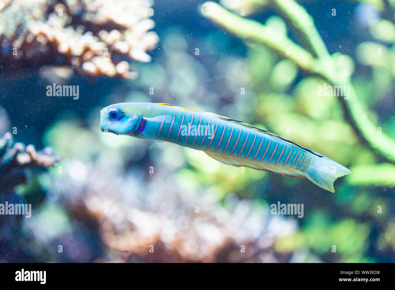 Ptereleotris zebra - Zebra barred dartfish, Chinese zebra goby - saltwater fish Stock Photo