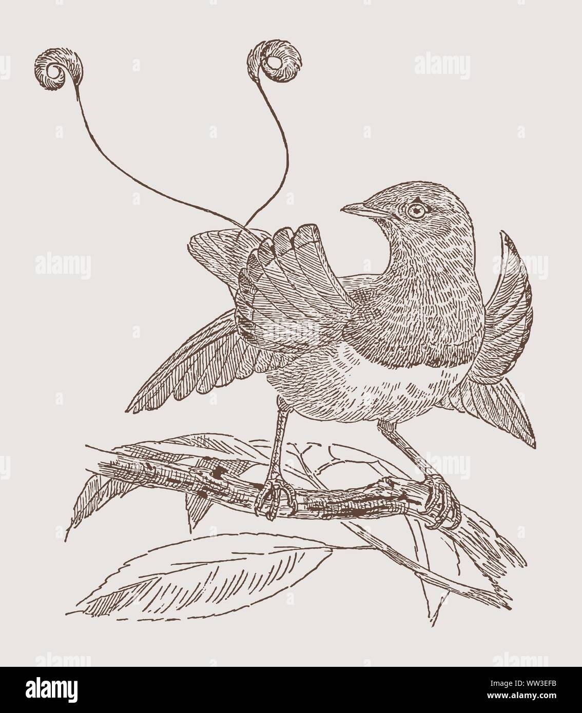 Red bird-of-paradise (paradisaea rubra, cendrawasih merah) sitting on a branch. Illustration after an engraving from the 19th century Stock Vector