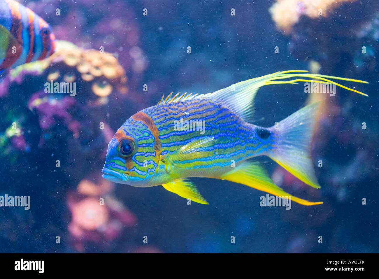 saltwater fish Snapper - Symphorichthys spilurus Stock Photo