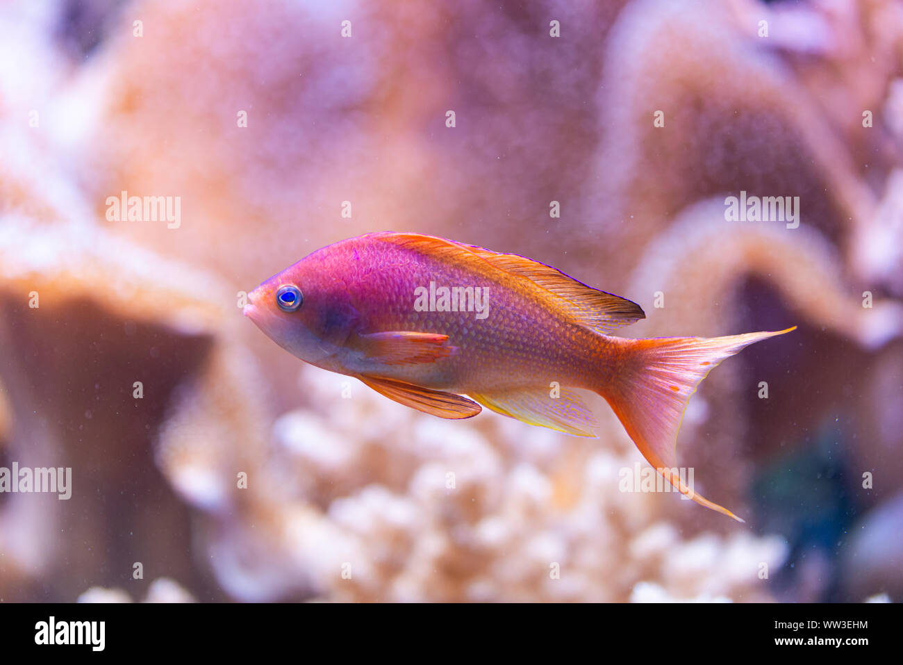 Fish Pseudanthias squamipinnis - Sea goldie, saltwter Stock Photo