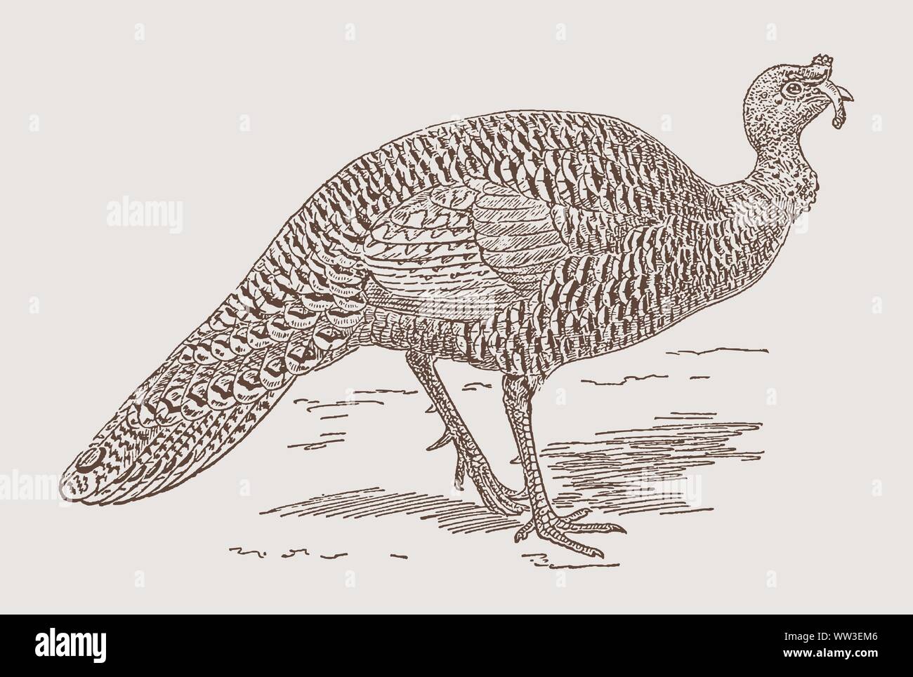Ocellated turkey (meleagris ocellata) in side view. Illustration after an engraving from the 19th century Stock Vector