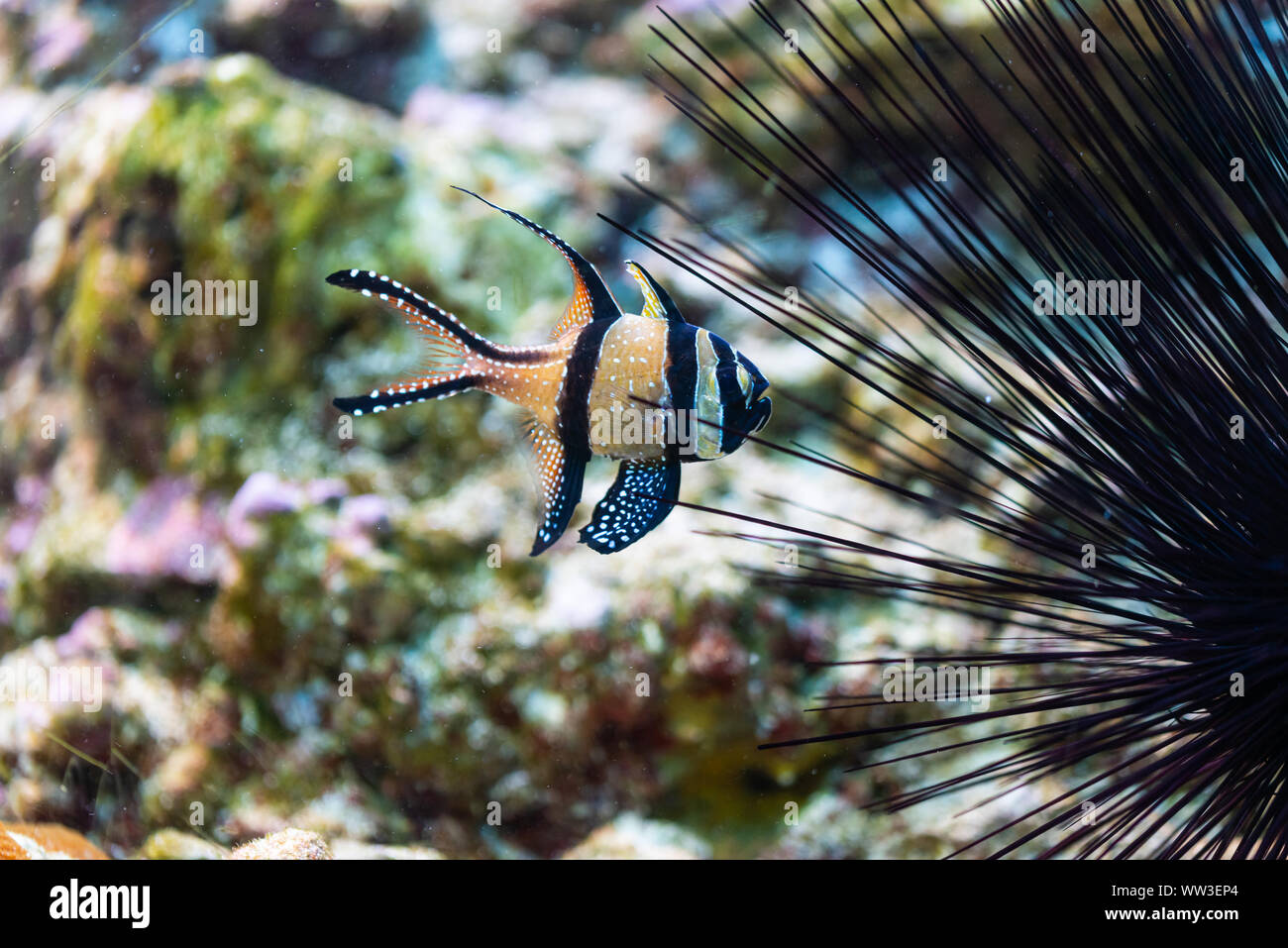 pterapogon kauderni - Banggai cardinalfish - saltwater fish Stock Photo