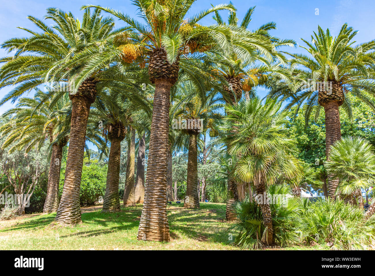 Italy, Bari, view of beautiful palm trees in a public park Stock Photo ...