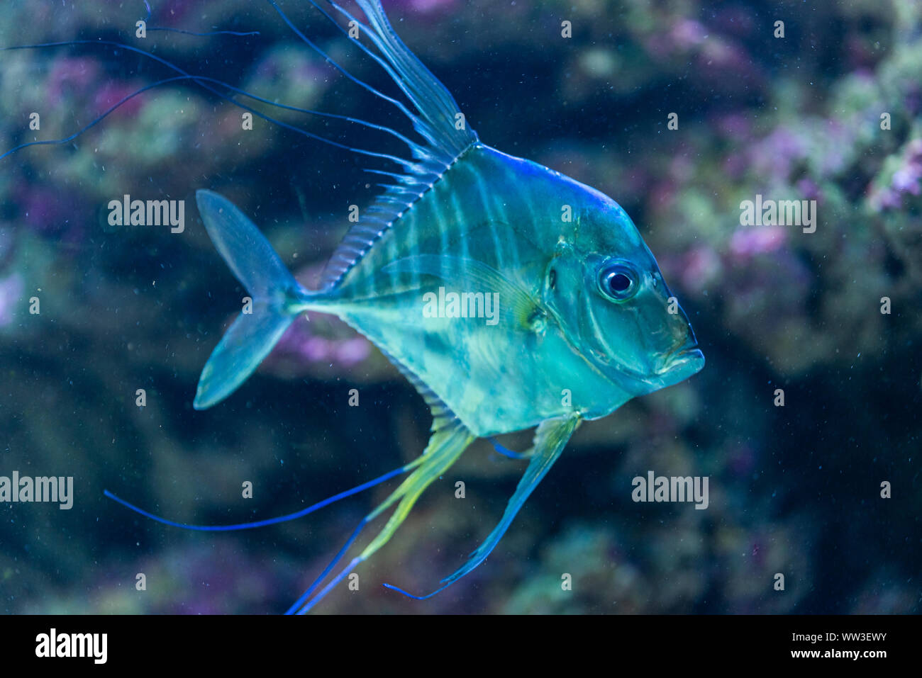 Indian threadfish - Alectis indica - saltwater fish Stock Photo