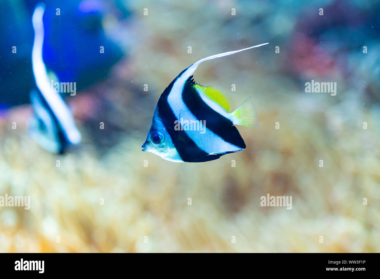saltwater fish Heniochus acuminatus - pennant coralfish Stock Photo