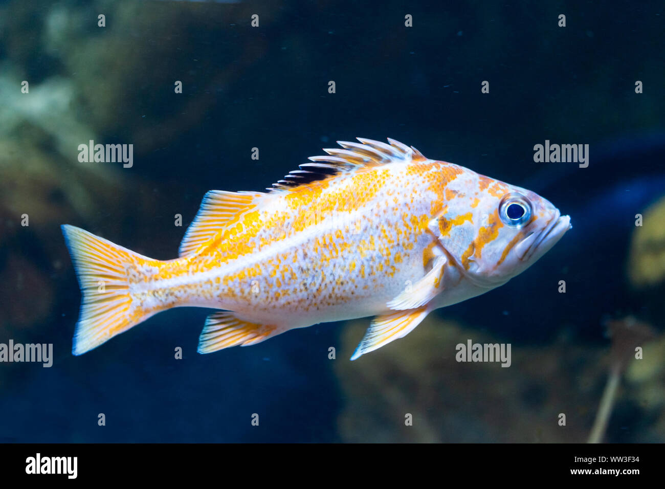 saltwater fish canary rockfish - sebastes pinniger Stock Photo