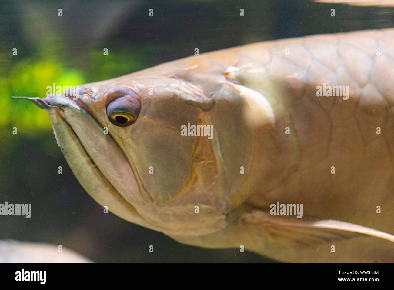 freswater fish - Osteoglossum bicirrhosum Stock Photo