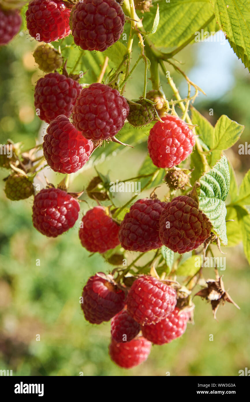 Red Raspberry Branch Raspberry branch bearing ripe hi-res stock photography and images - Alamy