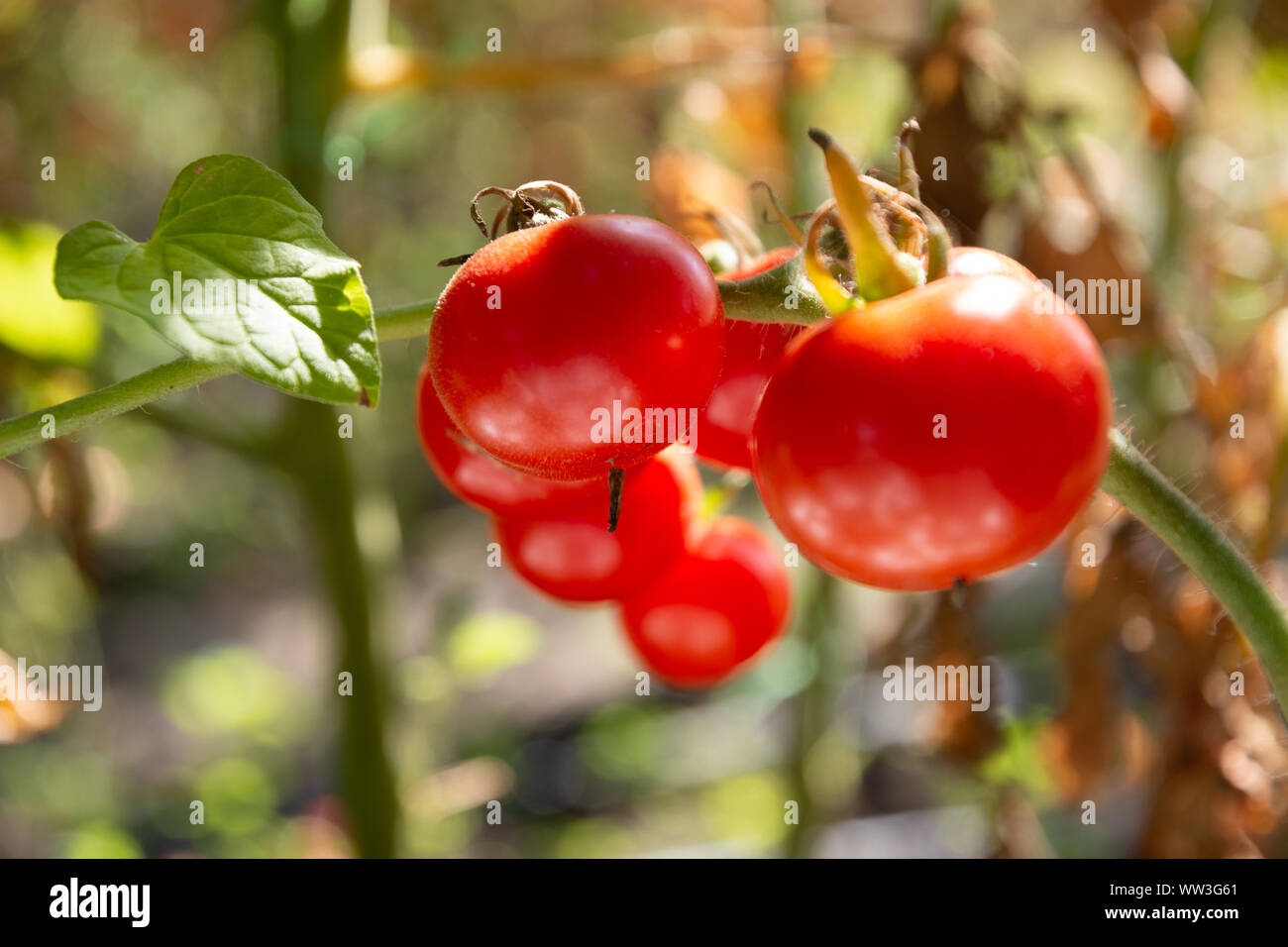 Late summer red tomatoes on the bush. Leaves are drying already Stock Photo