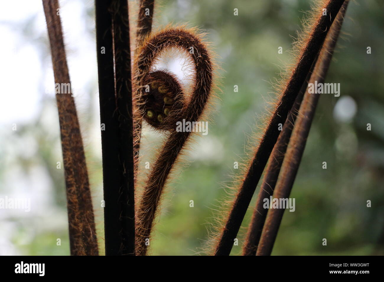 tightly curled fern, Edinburgh Botanical Gardens Stock Photo