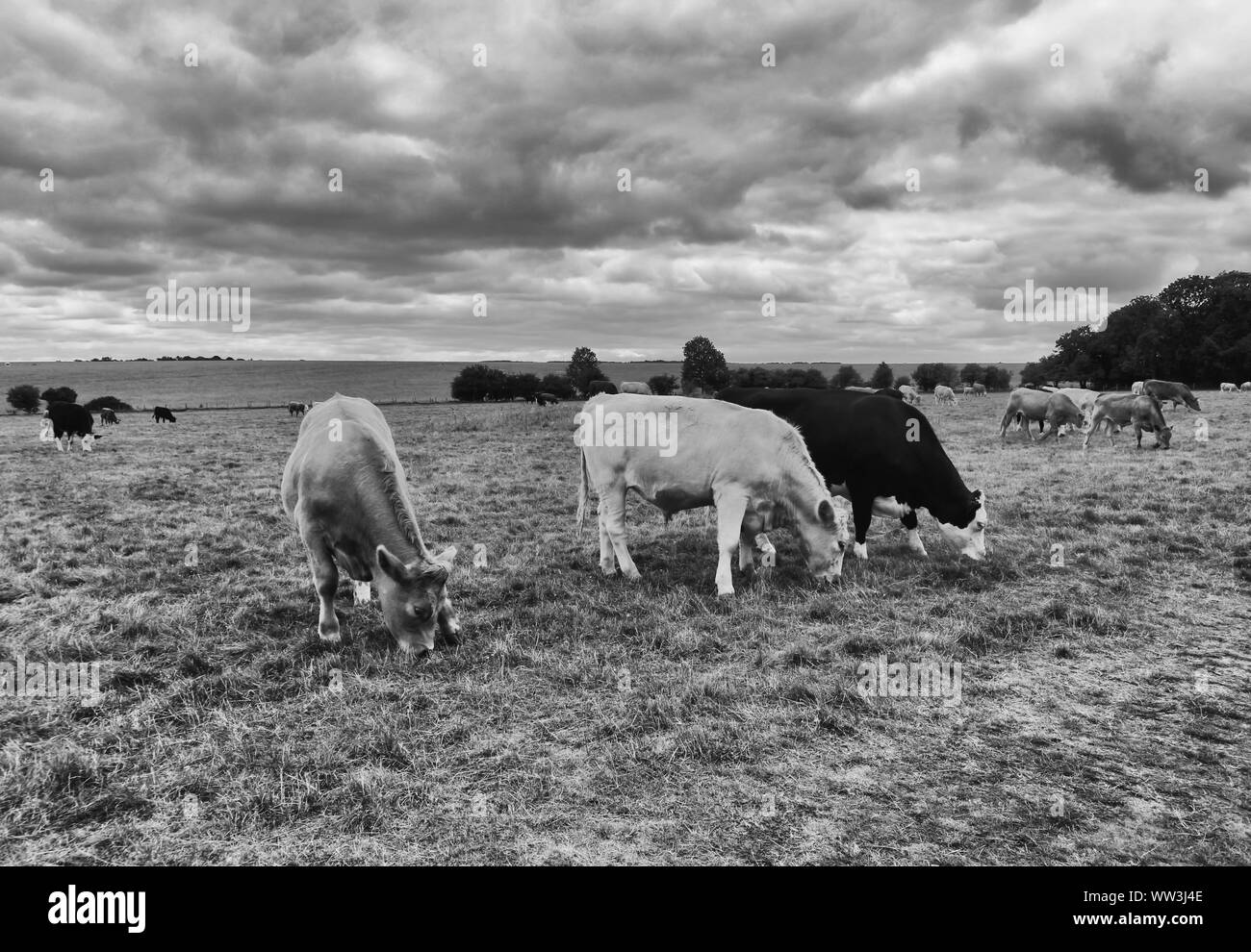 Herd cows on pasture Black and White Stock Photos & Images - Alamy