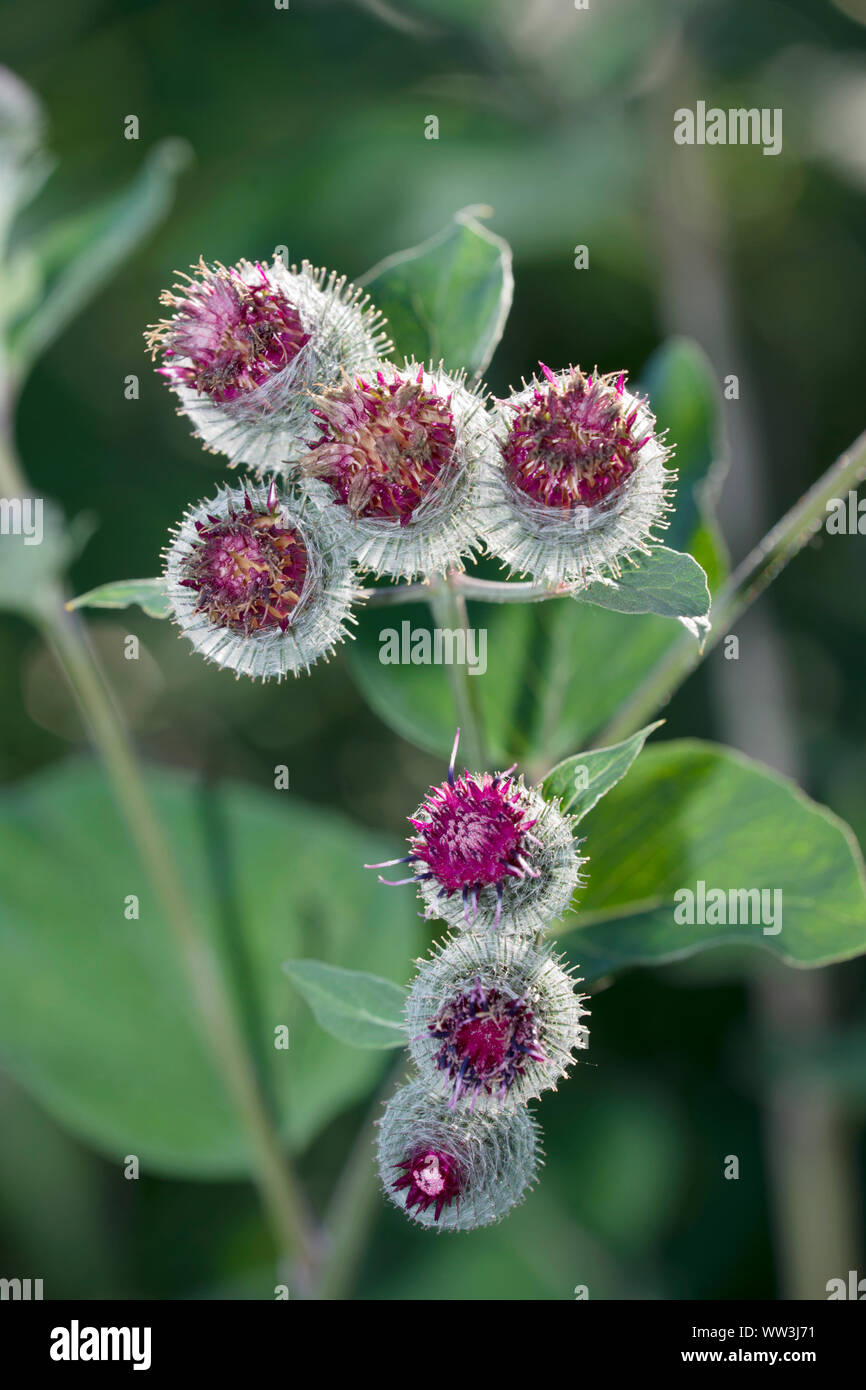 Flowering stage of weed hi-res stock photography and images - Alamy