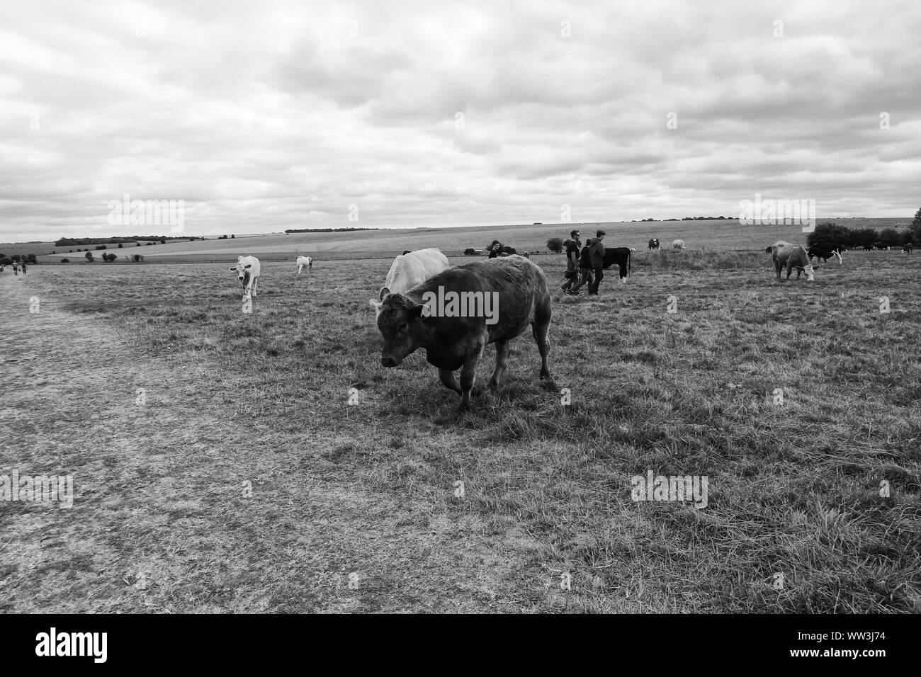 Dairy cows herd grazing Black and White Stock Photos & Images - Alamy