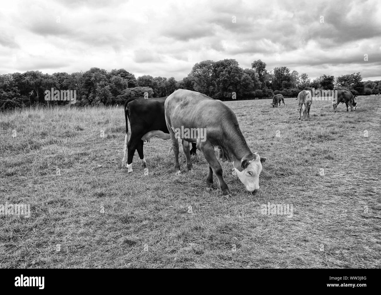 Herd cows on pasture Black and White Stock Photos & Images - Alamy