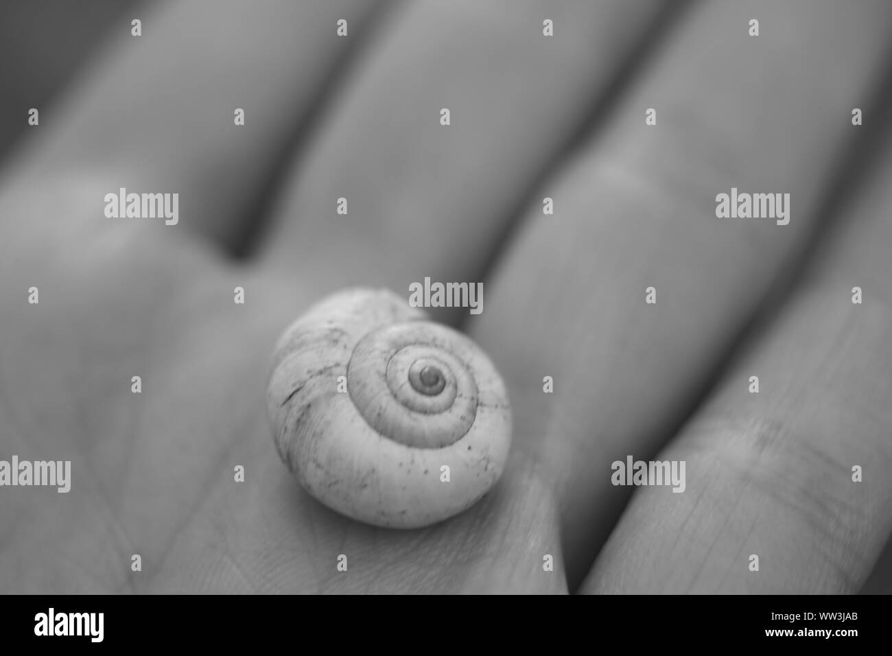 snail shell in human palm, macro photo Stock Photo