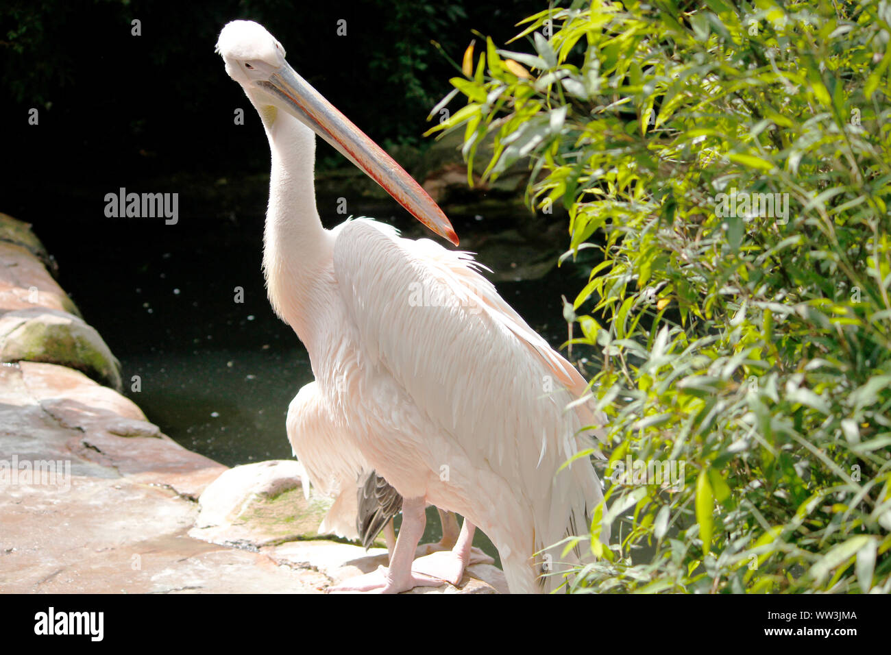 a behind looking looking pink pelican, Pelecanus onocrotalus Stock Photo