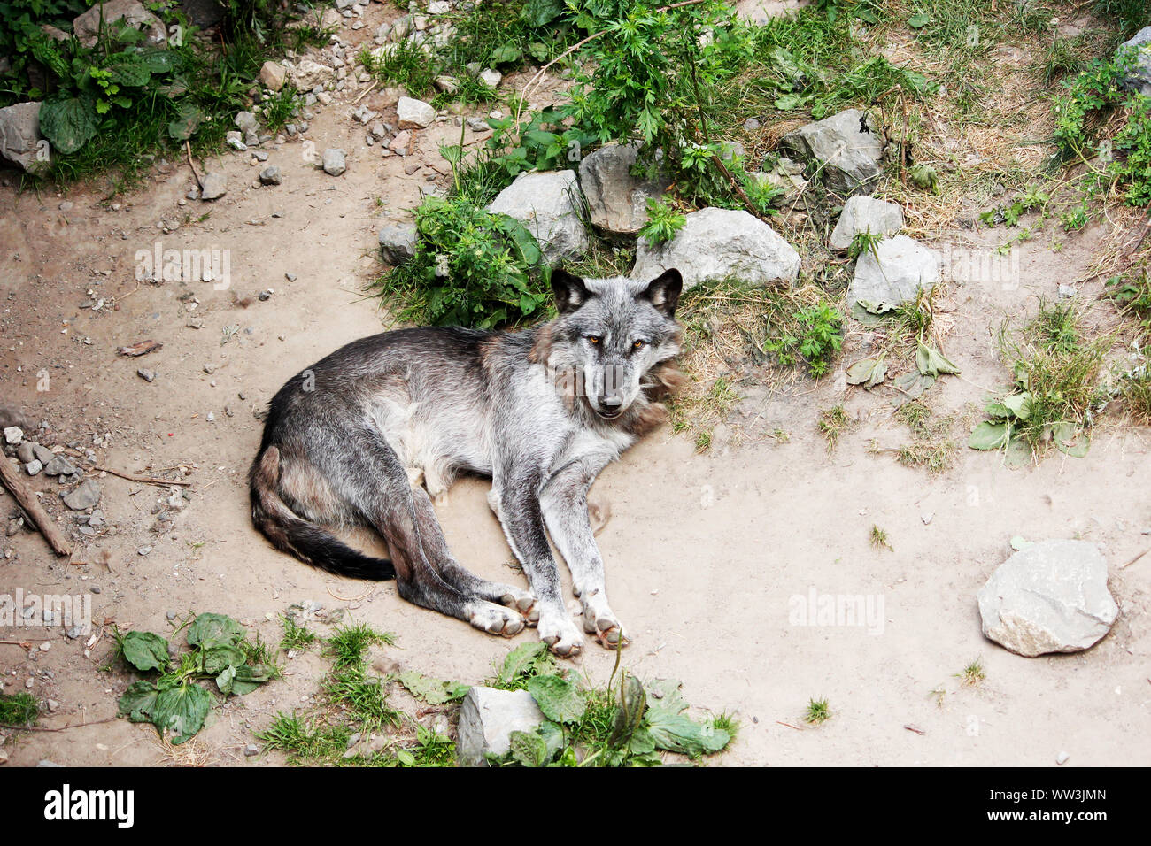 A Timberwolf, Canis lupus lycaon, also called Eastern Wolf, Great Lakes Wolf or Algonquin Wolf, which observes the area Stock Photo