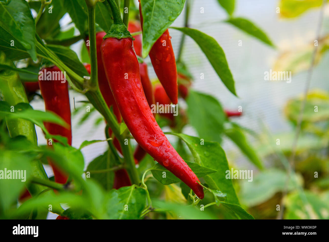 Chilli pepper growing in a pot hi-res stock photography and images - Alamy