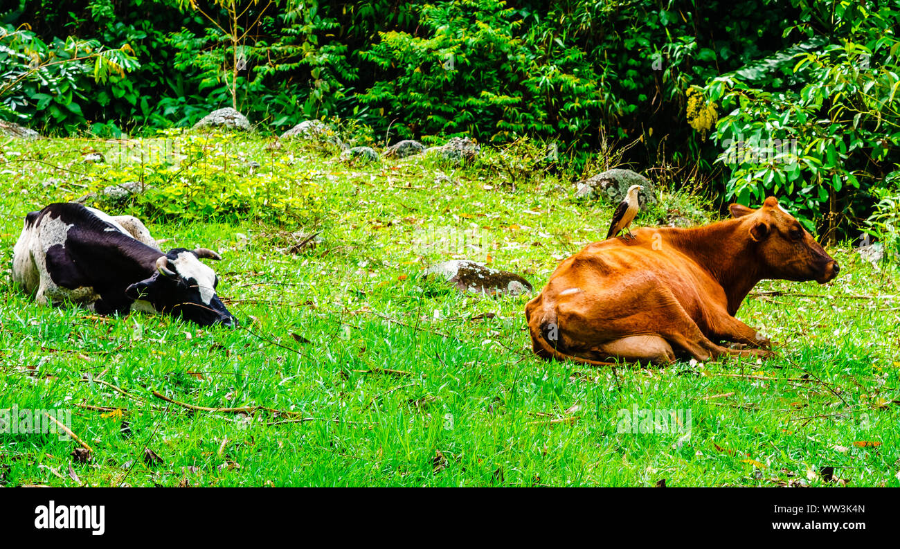 View on bird on cow next to village of Jardin, Colombia Stock Photo