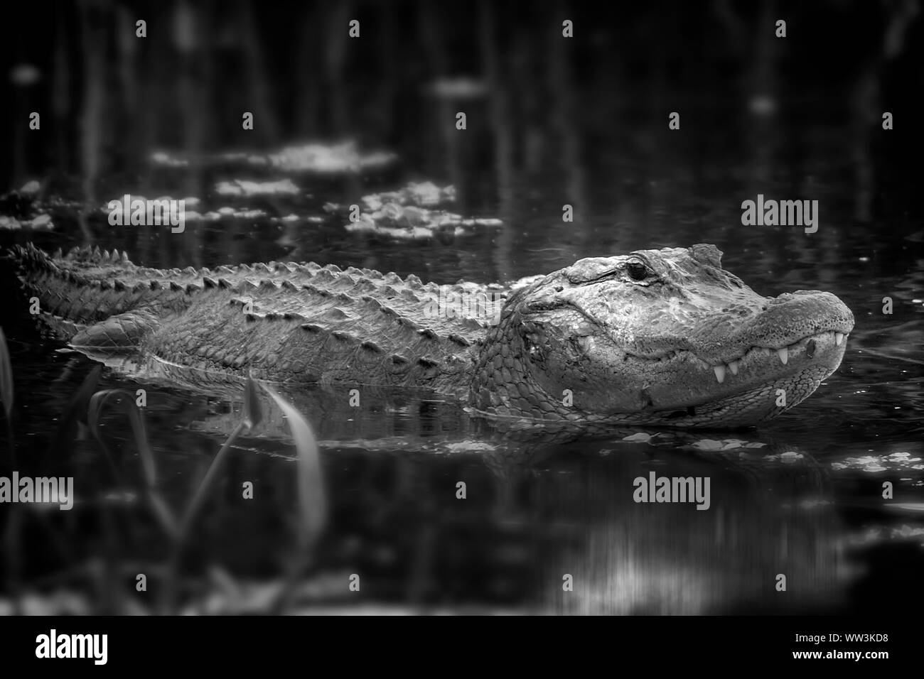 An American Alligator raises it's head out of the water in the Florida Everglades. Stock Photo