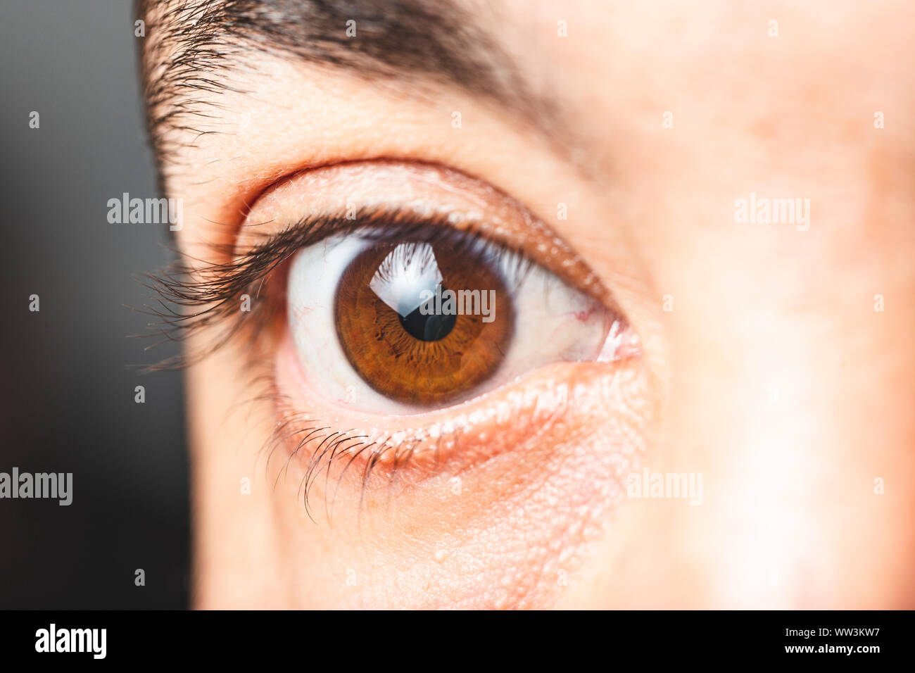 Macro Image Of Human Brown Eye Close Up View Of Man Brown Eye