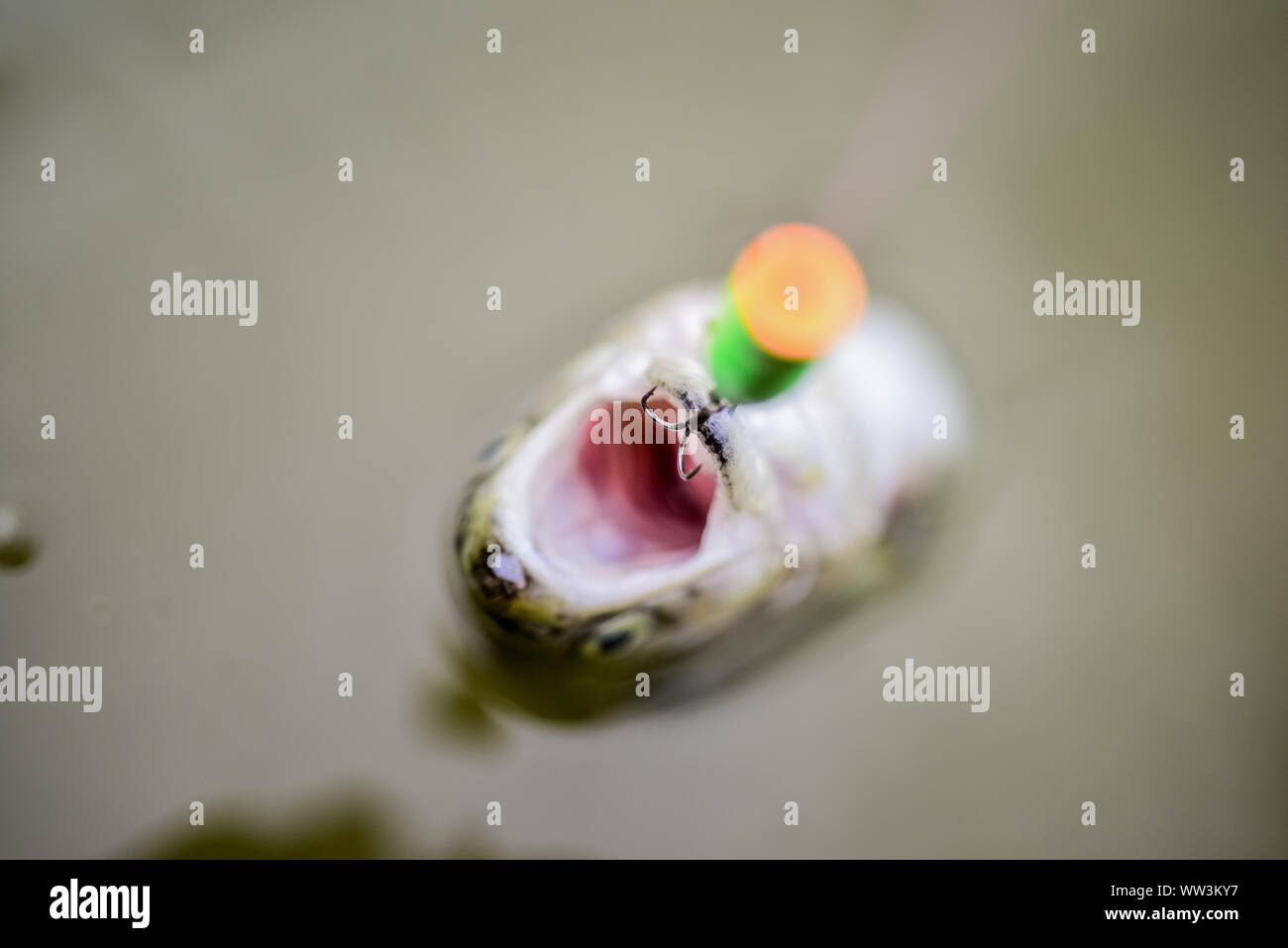 Lake trout mouth open hi-res stock photography and images - Alamy