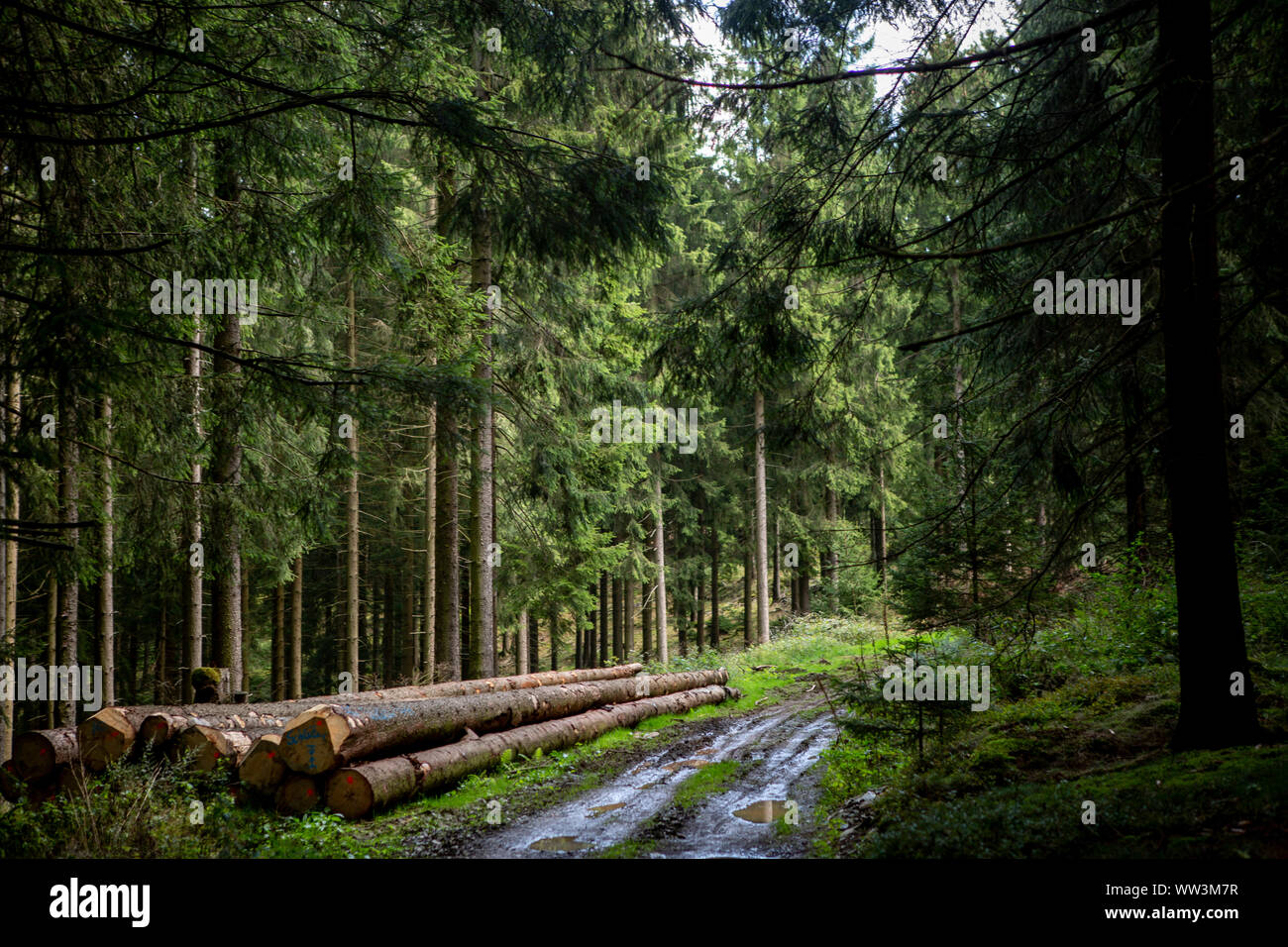 Muddy path creating an opening in the thick pinewood forest with