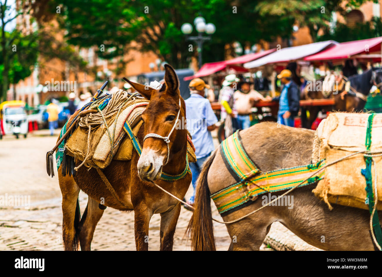View on mules in the colonial village of Jerico, Colombia Stock Photo