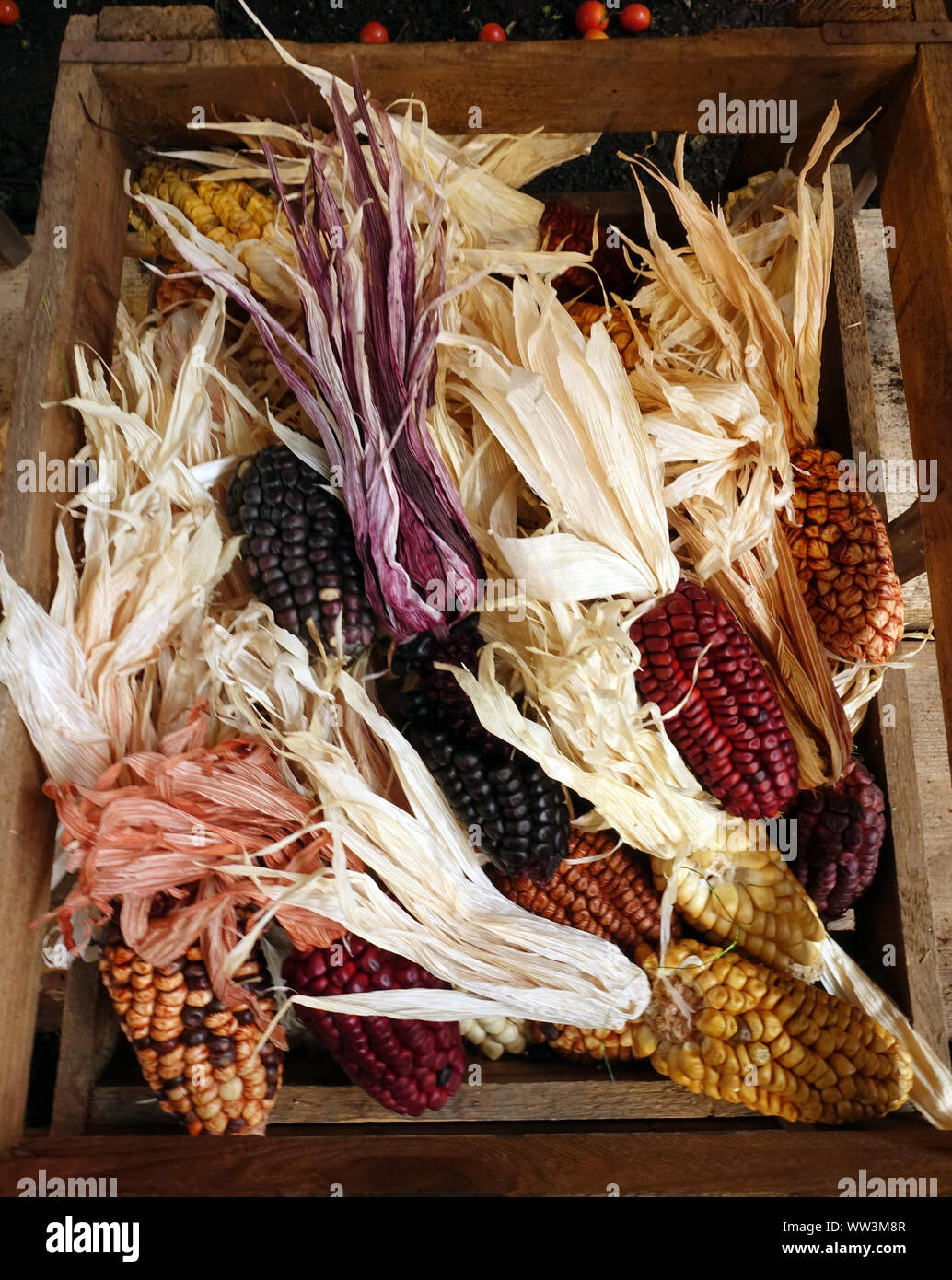 Maiskolben in verschiedenen Farben als Dekoration Stock Photo
