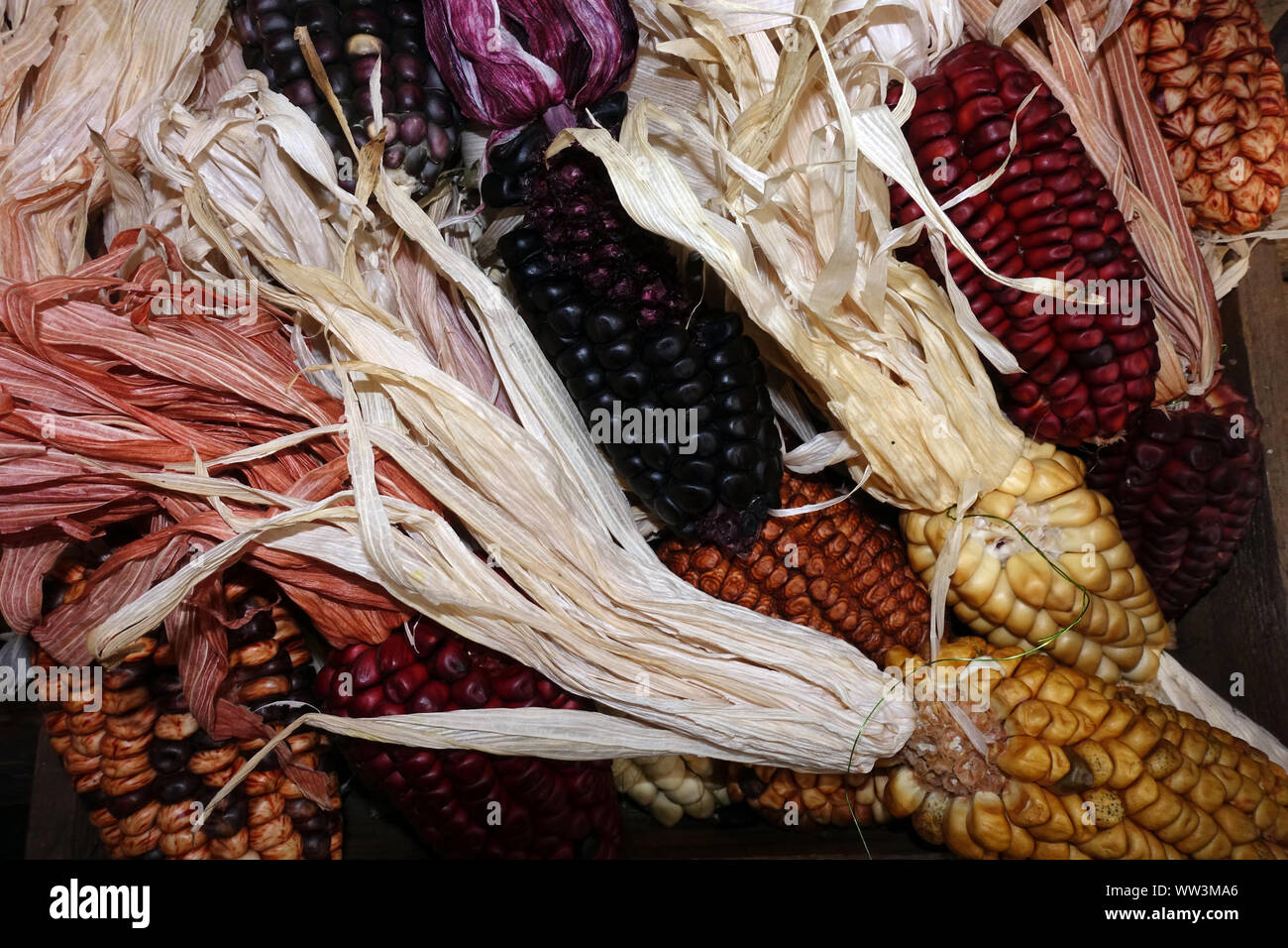 Maiskolben in verschiedenen Farben als Dekoration Stock Photo