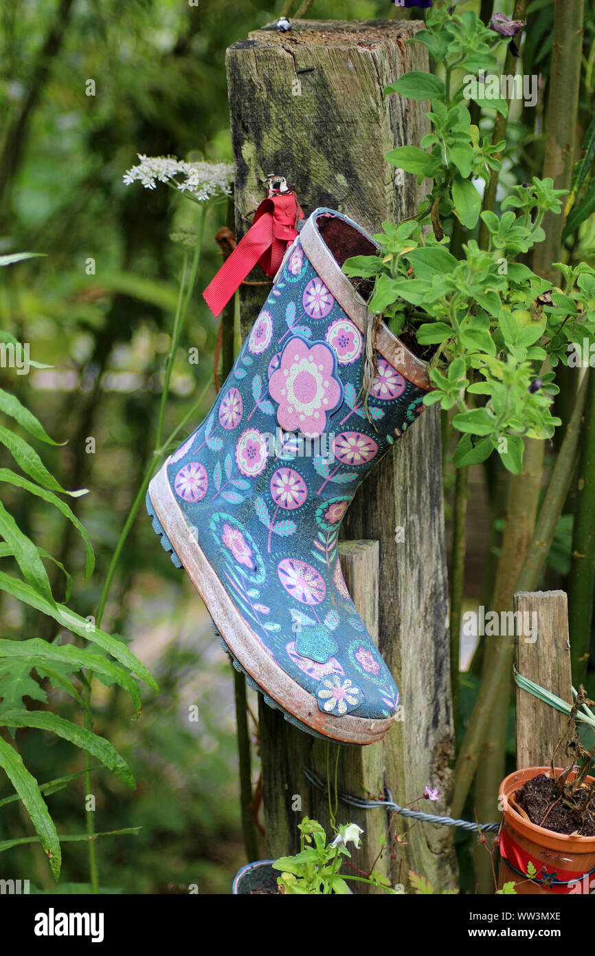An old wellington boot in a garden with a plant growing out of it Stock Photo