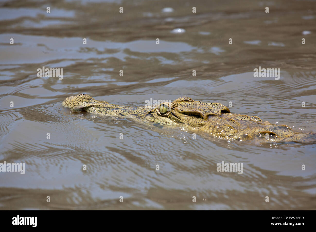 A Nile Crocodile swimming just above the surface of lake nzerekera Stock Photo