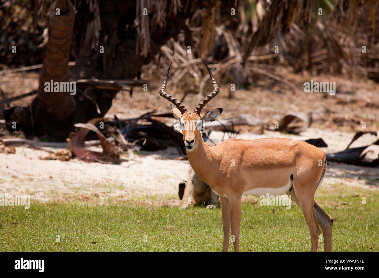 Adult Impala High Resolution Stock Photography And Images Alamy