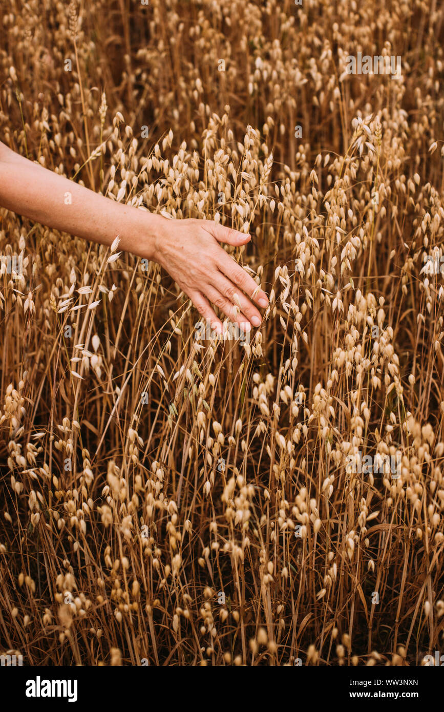 Farmer's tanned female hand strokes spikelets of oats. The concept of a rich harvest in the fall Stock Photo